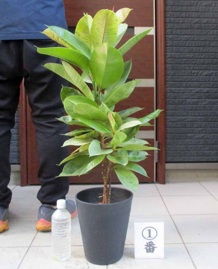 【在庫僅少】 楽天市場】【現品・現物】フェイジョア 曲がり 生垣にも 常緑樹