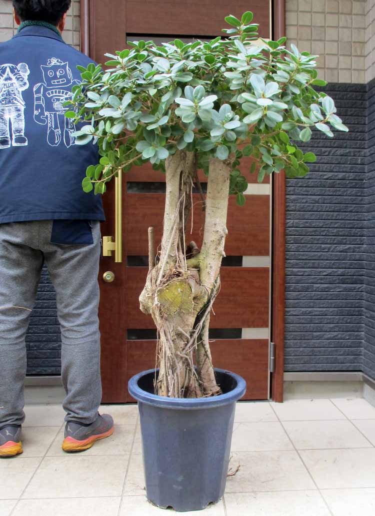 Yahoo!オークション - 盆栽 松 黒松 樹高 約36cm くろまつ 高級