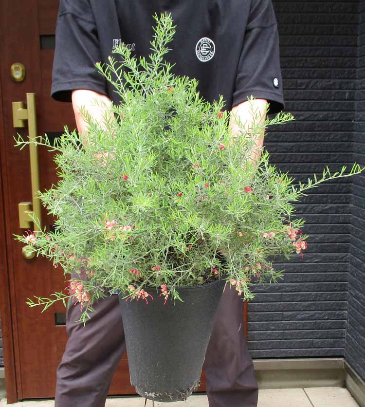 楽天市場】【現品・現物】グレビレア・バンクシー グレビリア