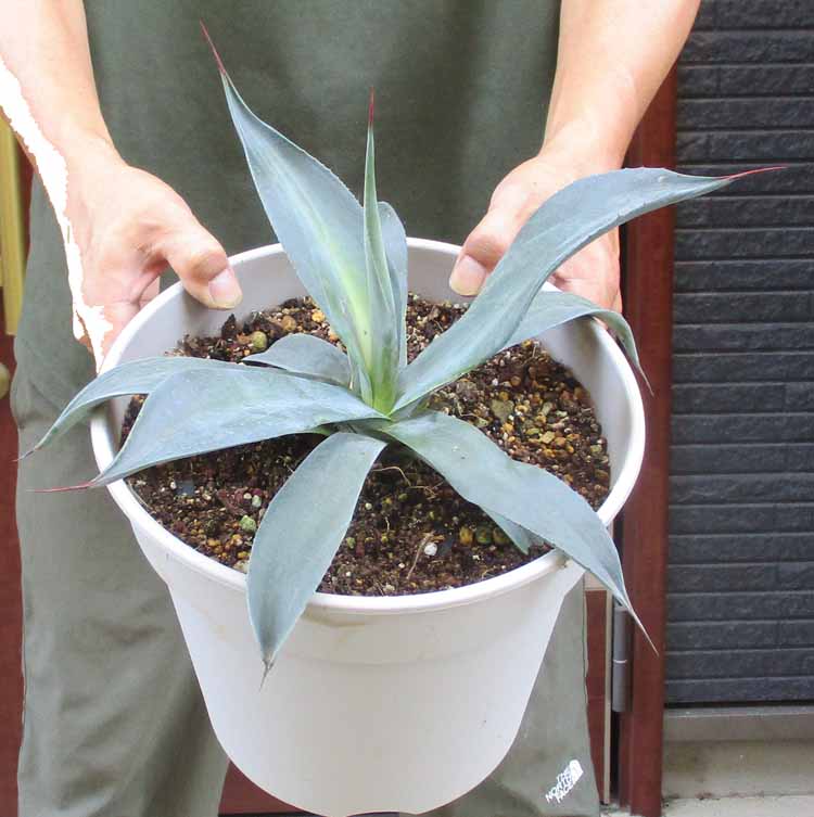 楽天市場】アガベ・ウエベリー（ウェベリー）Agave weberi. 別名