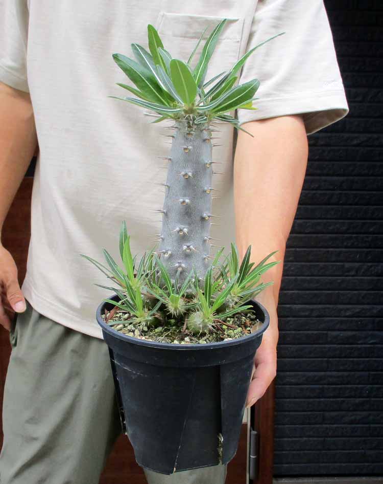 【現品】アンスリウム・ジャングルブッシュ　7号　黒鉢　（1） 現品】アンスリウム・ジャングルブッシュ 7号 黒鉢（3） : 花の