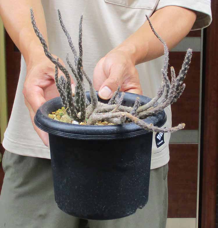 楽天市場】【現品・現物】塊根植物 アフリカ亀甲竜 5号（キッ