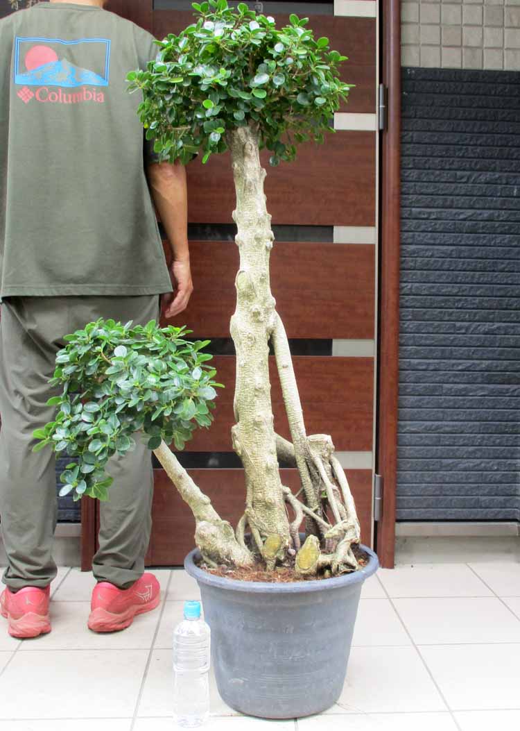 楽天市場】【現品・現物】トックリキワタ（徳利木綿）「南米ざく