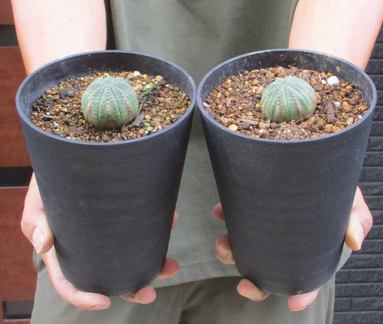 楽天市場】【現品・現物】サンスベリア・エレンベルギー・バナナ 4号鉢