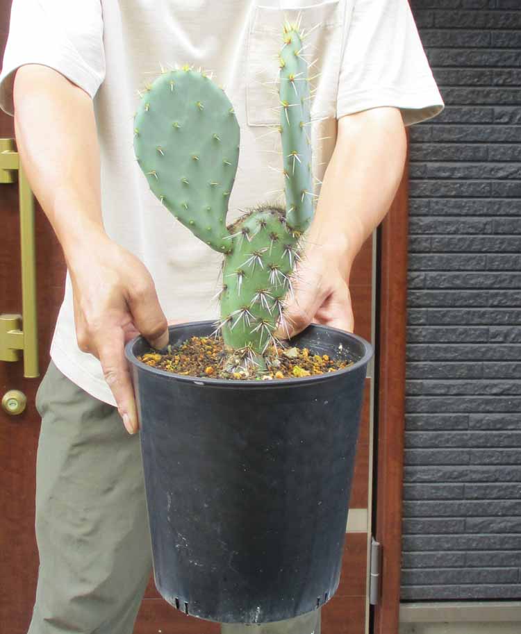 楽天市場】大丸盆内輪サボテン カット苗 二枚 宅配便送料無料