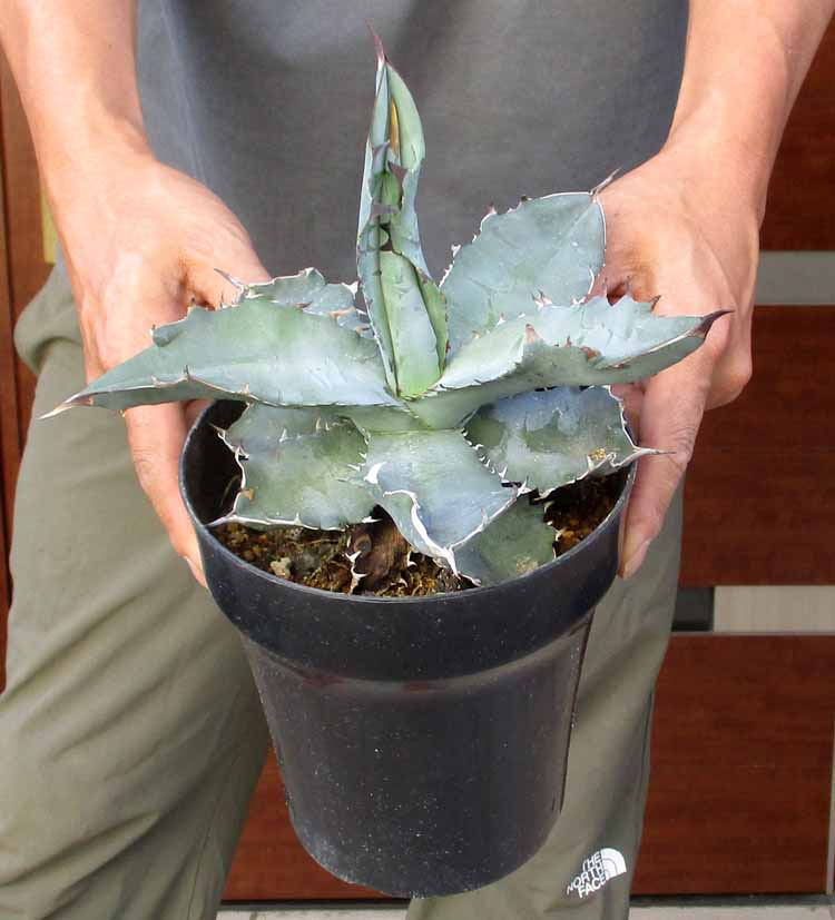 写真現物 アガベ フィリグリー チタノタオテロイ アガベ チタノタ フィリグリー 'デビル' Agave titanota