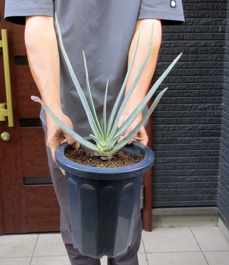 楽天市場】【現品・現物】ブリガミア・インシグニス Brighamia