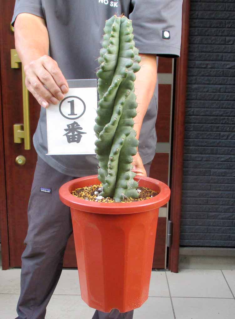 現品】サボテン・ワラシー 8号 PR番 【公式通販】