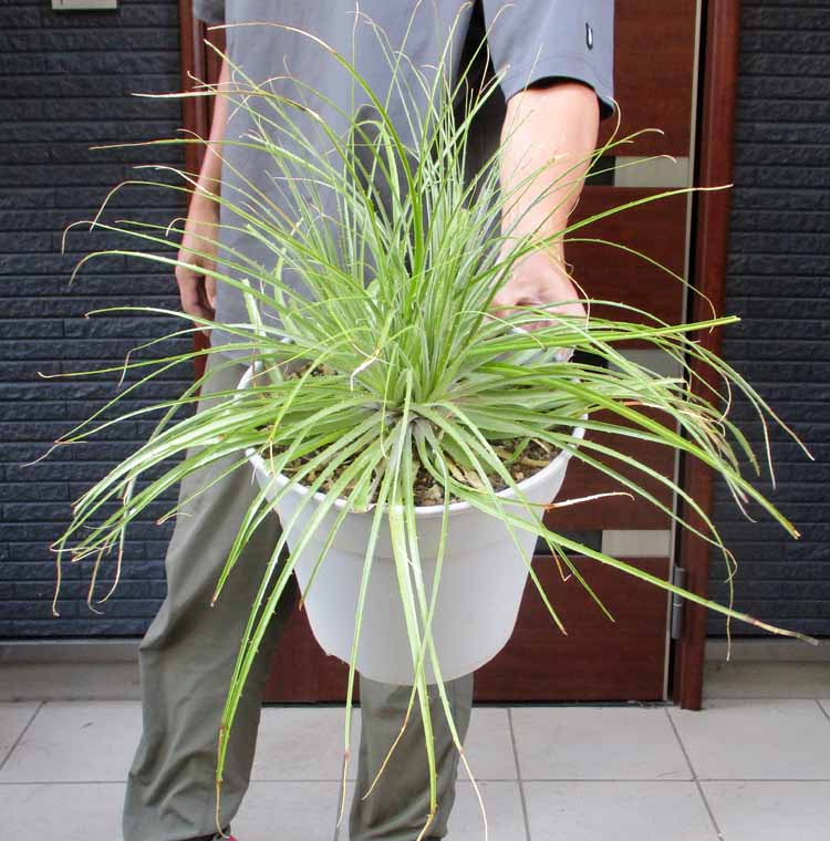 楽天市場】【現品・現物】プヤ・セルーレア 大株 puya coerulea