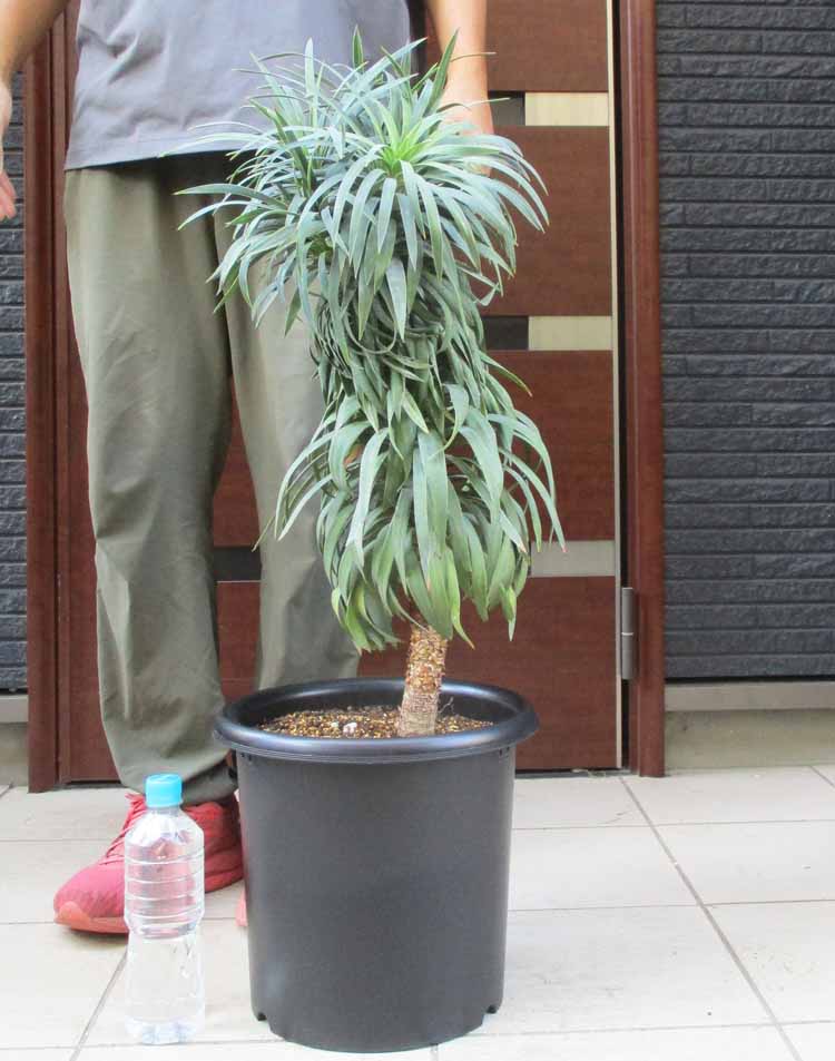 楽天市場】ちり斑いり！【現品・現物】ロックガーデンにお勧め