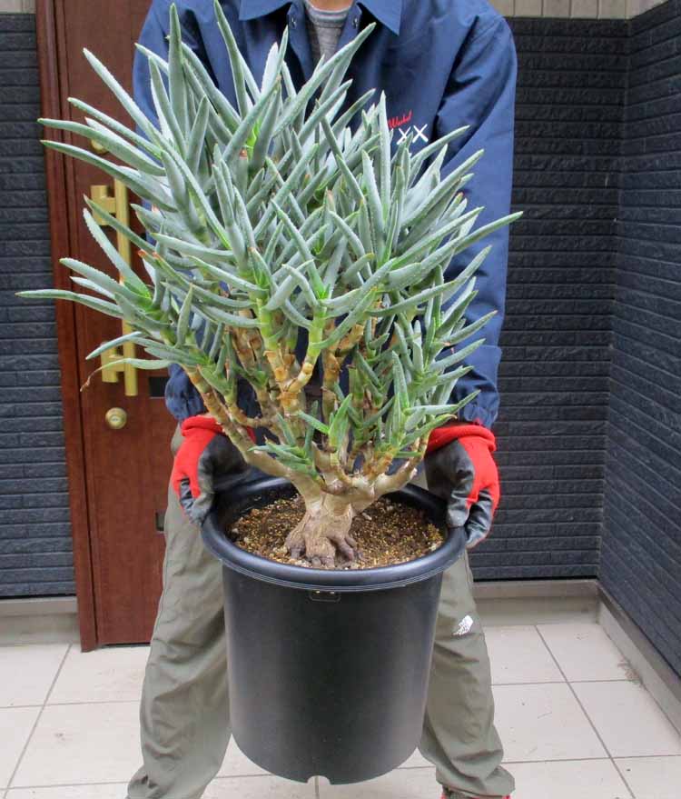 楽天市場】【現品・現物】【送料無料】アンスリウム・ジャングル