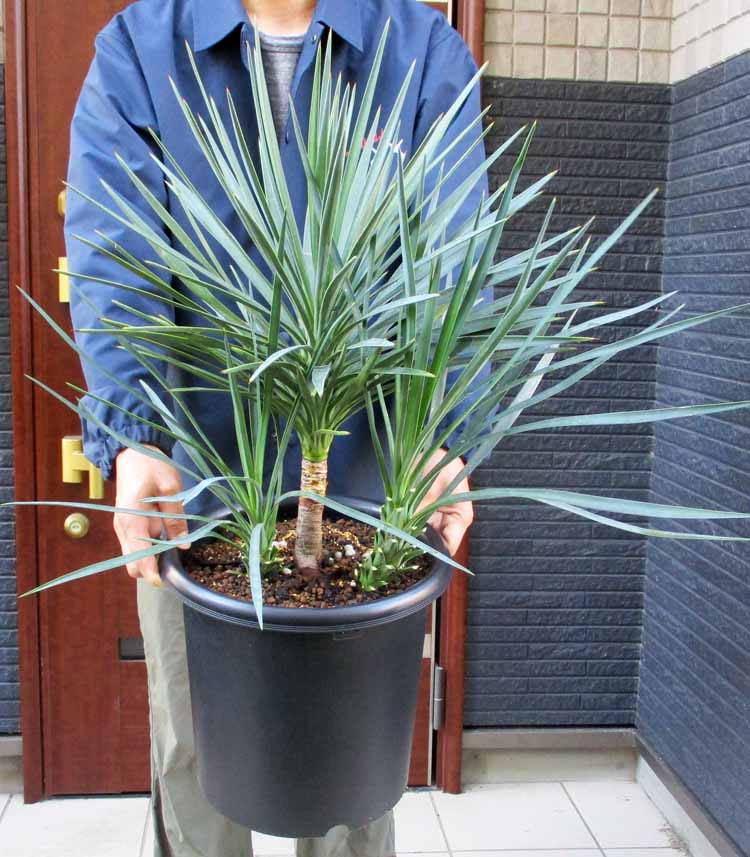 楽天市場】【現品】ユッカ ファクソニアーナ 13号【産直