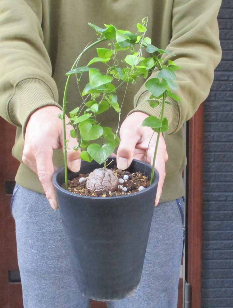 楽天市場】【現品・現物】塊根植物 アフリカ亀甲竜 5号（キッ