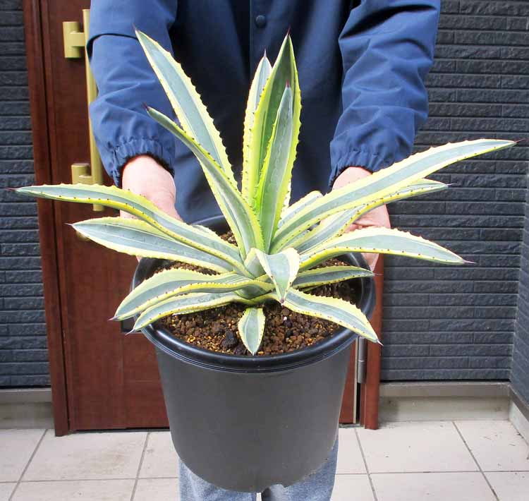 楽天市場】【現品・現物】アガベ・オバティホリア・フロスティブルー