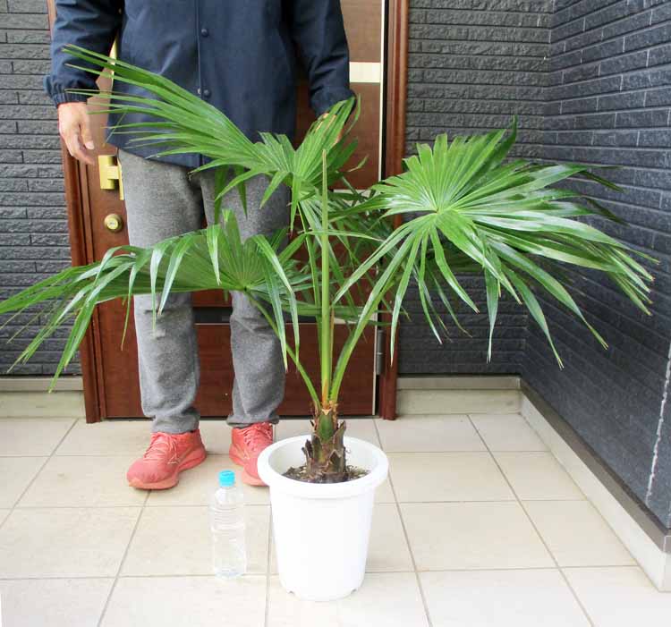 楽天市場】【現品・現物】【耐寒性ヤシ 椰子】チャメロプス・フミリス