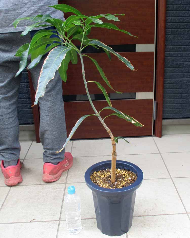 楽天市場】マンゴーの木 【チョカナン】 極太超特大苗 【大型宅配便