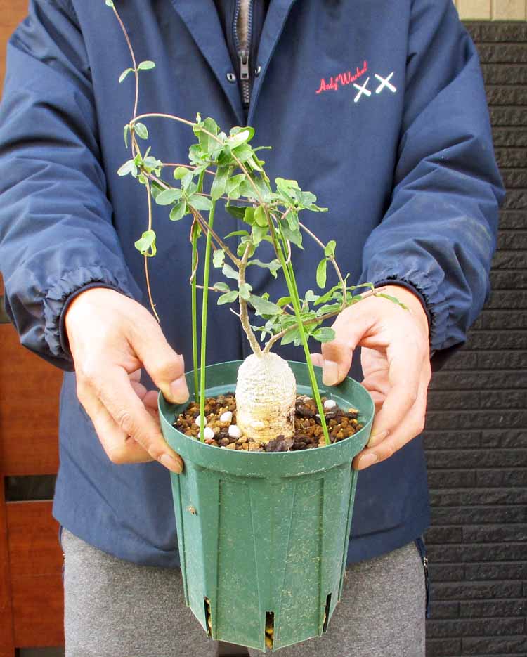 アルカンタレア 皇帝アナナス鉢のまま（鉢底より60センチ） アルカン