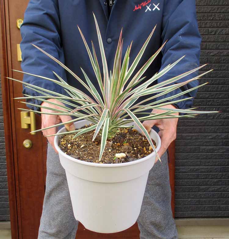 楽天市場】【現品・現物】【送料無料】ユッカ・ブレビフォリア