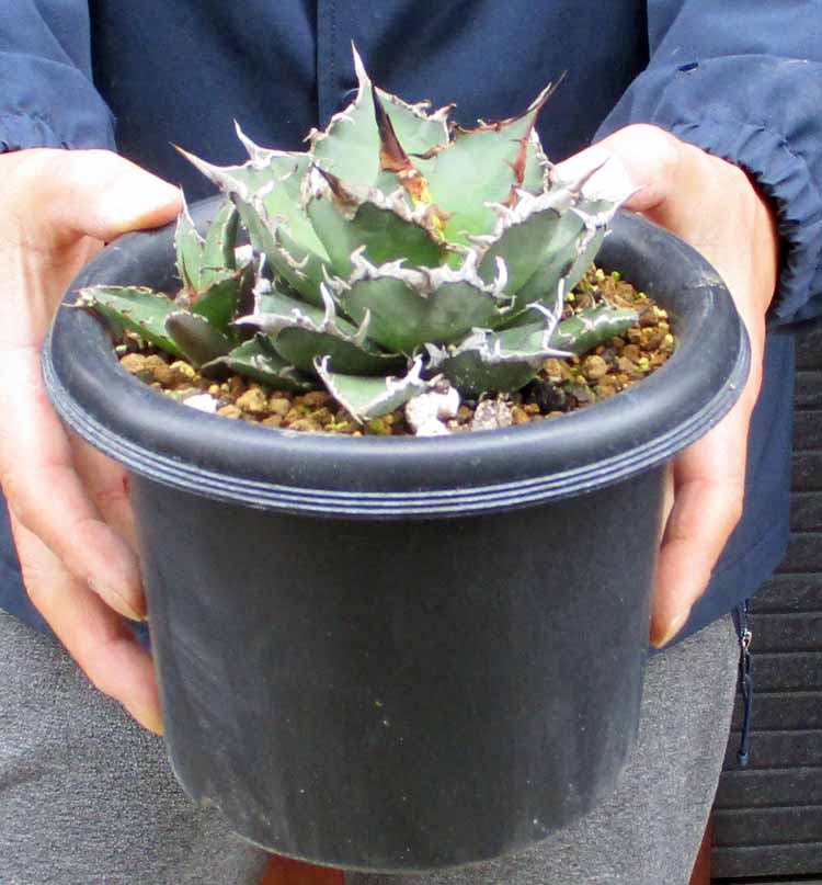 楽天市場】【現品・現物】アガベ・オバティホリア・バンジー 12号 HT番