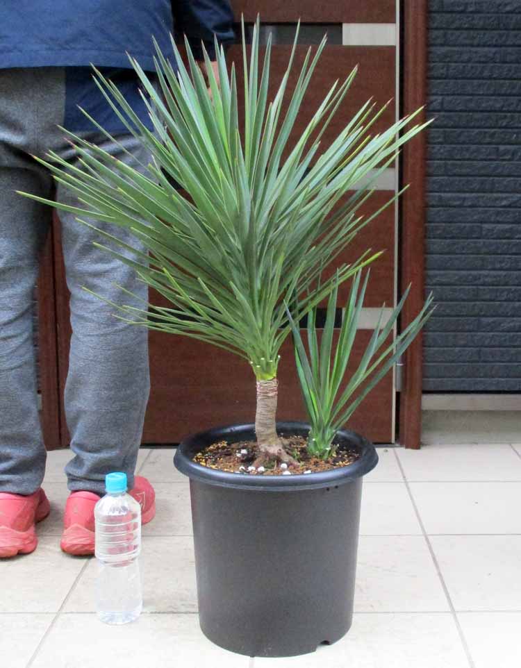 楽天市場】【現品・現物】ユッカ・リネアリフォリア - yucca