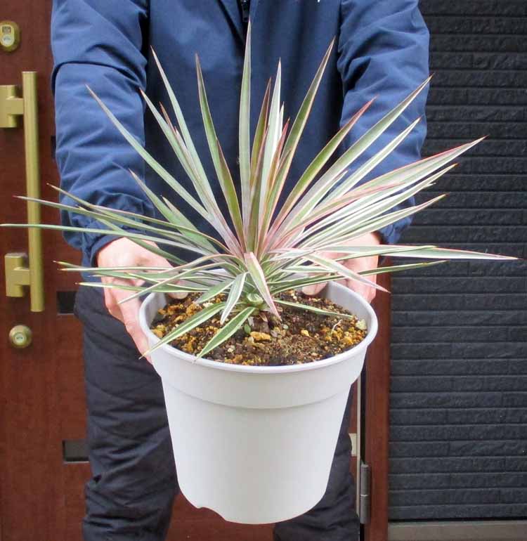 楽天市場】【現品・現物】【耐寒性ヤシ 椰子】チャメロプス・フミリス