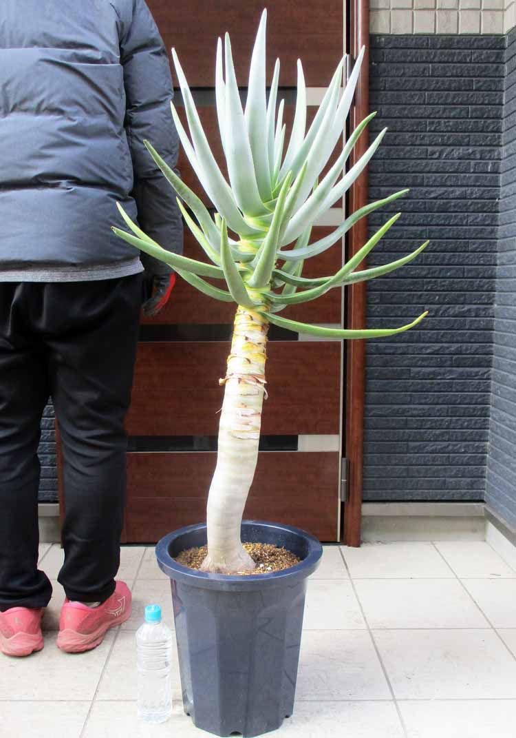 楽天市場】【現品・現物】アガベ・アテナータ ボーチンブルー 10号 や