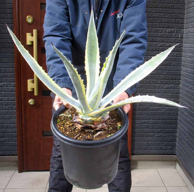 楽天市場】アガベ・アメリカーナ「華厳」 大株 ※7号規格 抜き苗 : 四国