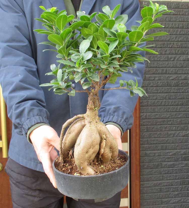 楽天市場】2階以上へお届けはできません。別途輸送費がかかる場合が