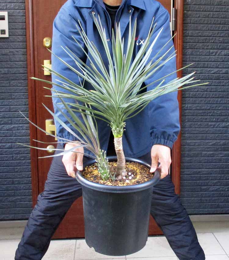 楽天市場】【現品・現物】ピニョン松・マルチネスピニョンマツ・ビッグ