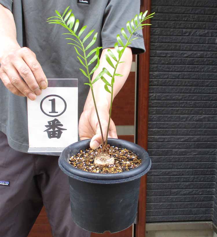 楽天市場】【現品・現物】Trithrinax campestris トリスリナックス