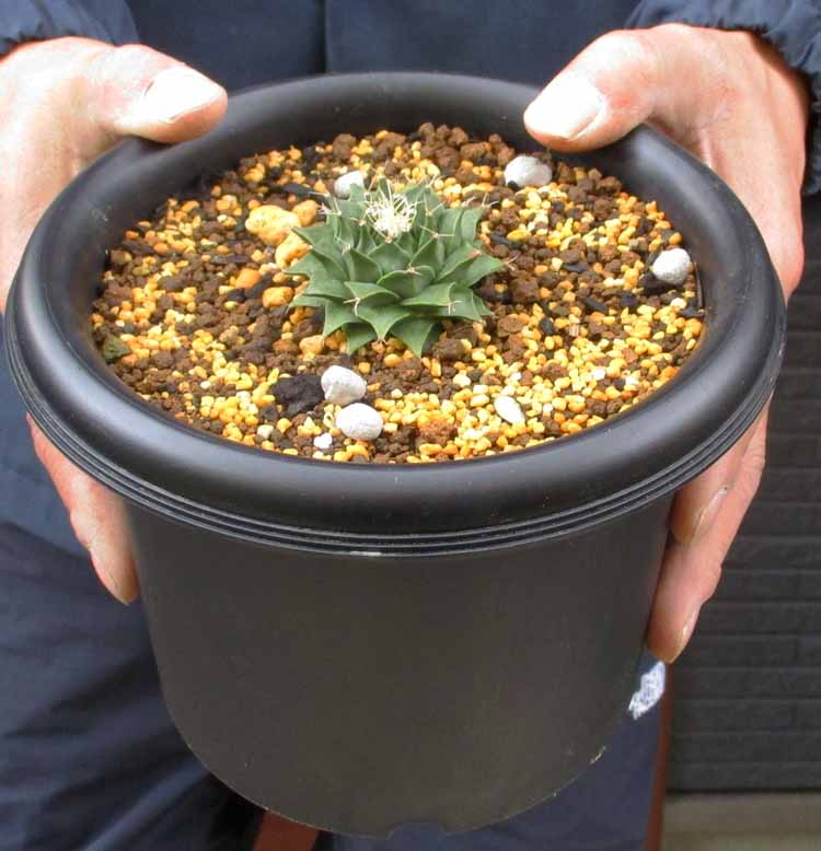 楽天市場】NEW!【現品・現物】エピフィルム・グアテマレンシス 7号吊鉢