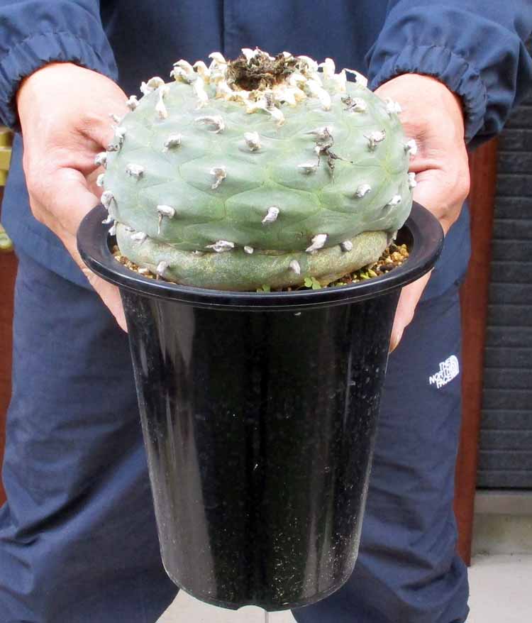 楽天市場】超大株☆【現品・現物】Encephalartos msinganus エン 楽天市場】超大株☆【現品・現物】Encephalartos msinganus エン