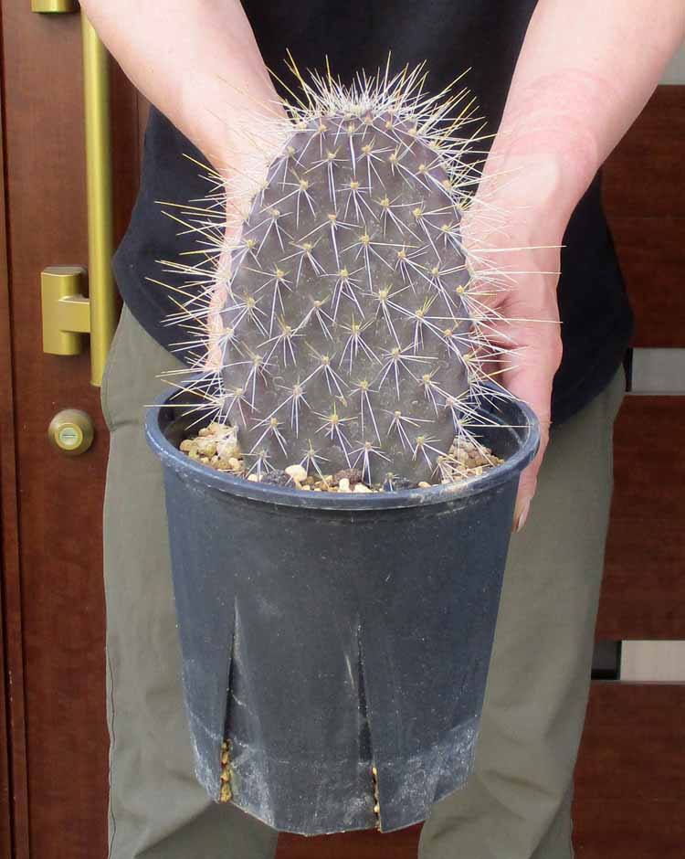 楽天市場】【現品】サボテン・ワラシー 8号 N8番 【人気 植物 多肉