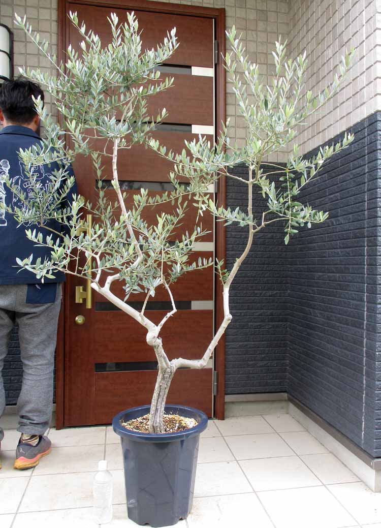 【現品】オリーブの古木　品種名：コラチナ　オールドオリーブ　超大株　15号E51 現品】オリーブの古木 品種名：コラチナ オールドオリーブ 超大株 15号E51