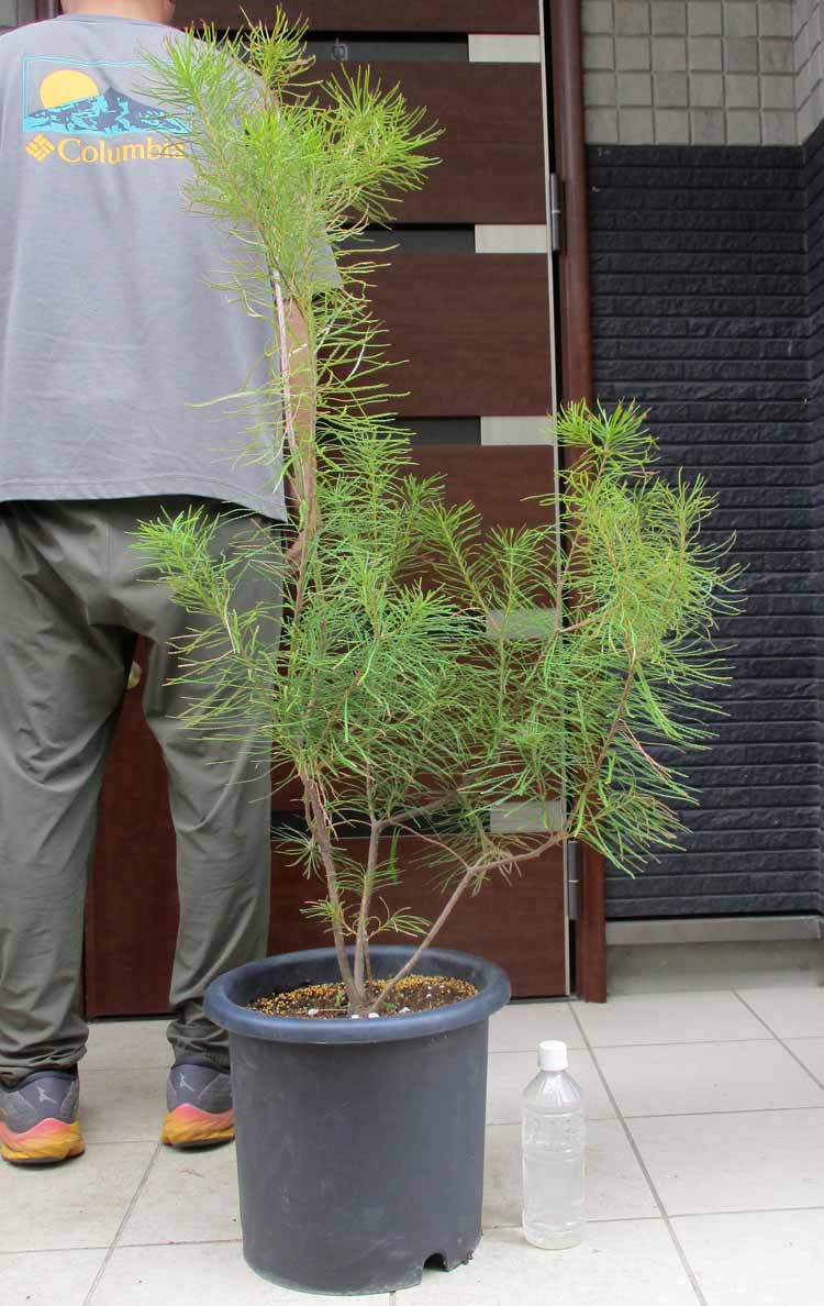 バンクシア ヘアピン（スピヌローサ）Banksia spinulosa