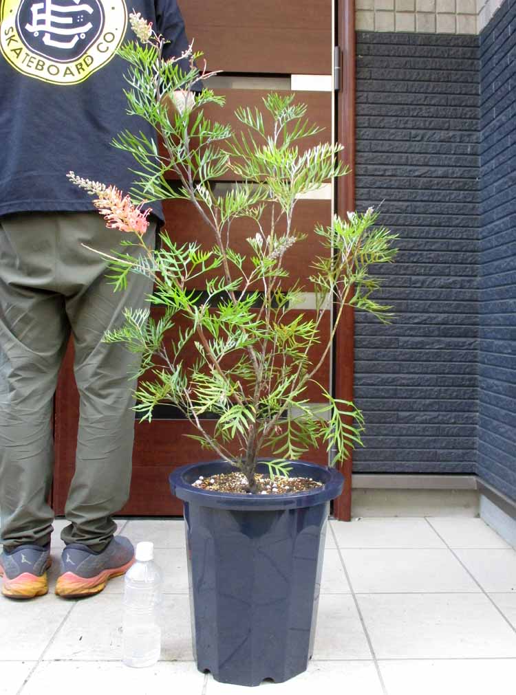 楽天市場】【現品・現物】ブルーマキ マキ・アイシーブルー Podocarpus