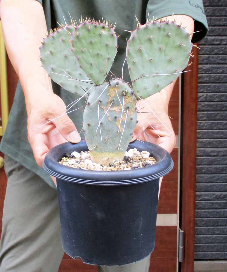 サボテン オプンチア スルフレア アパッチ　大きめ Opuntia sulphurea