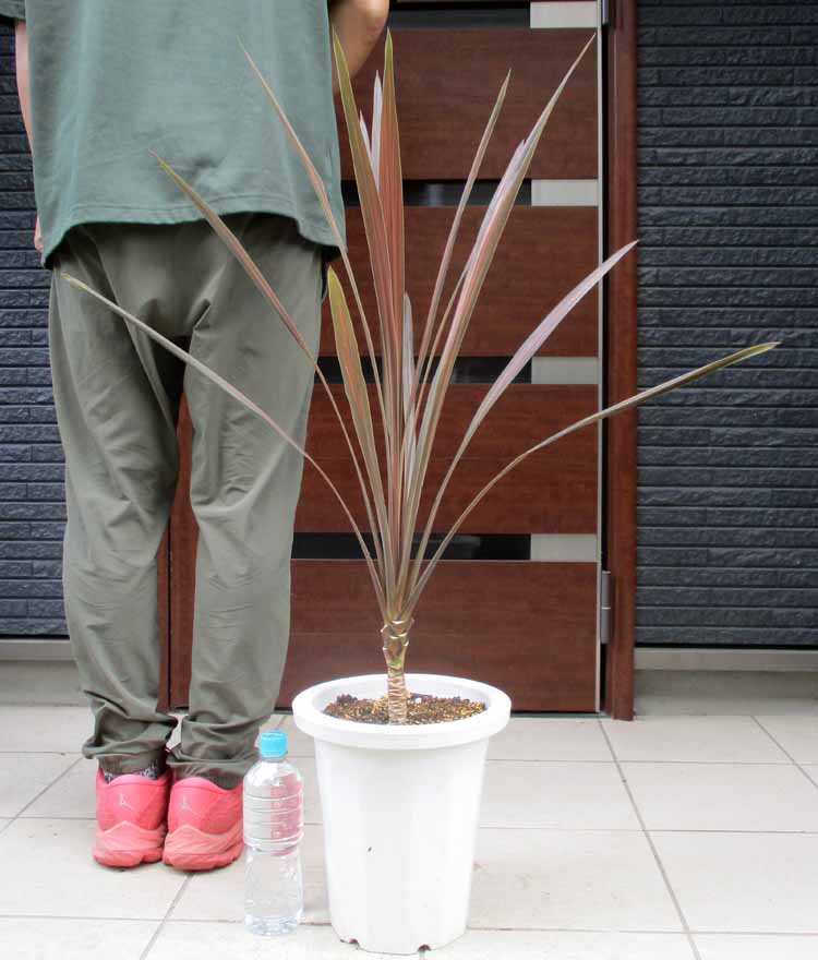 楽天市場】【現品・現物】パラオ パラオドラセナ 10号 KS8番 大型 観葉