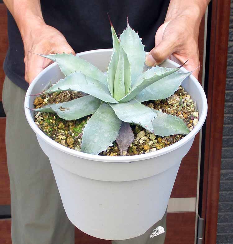 Snowglow Agave - アガベブルーグロー斑入り - 藍光白覆輪