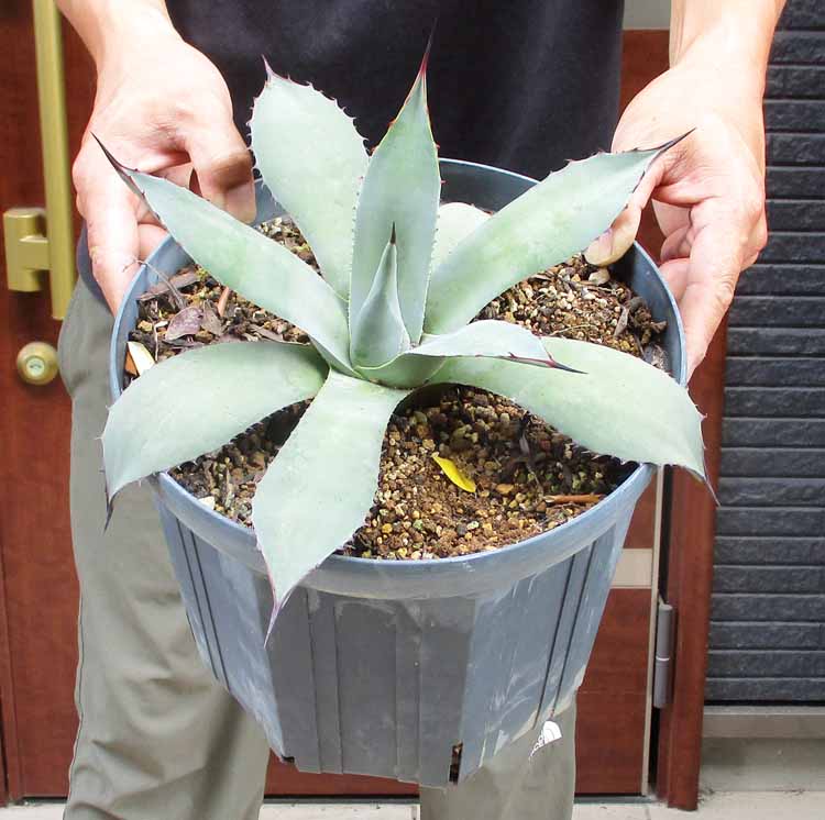 楽天市場】アガベ・ウエベリー（ウェベリー）Agave weberi. 別名