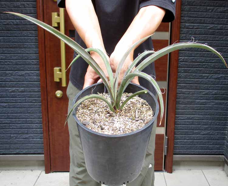 楽天市場】ユッカ 苗 【バナナユッカ】 ポット苗 ブルーユッカ