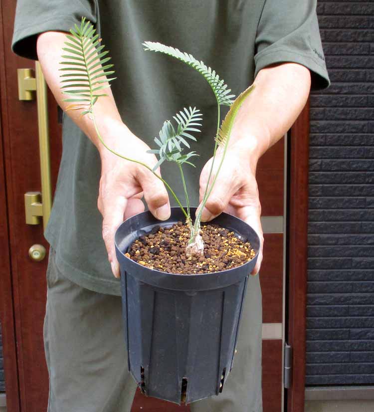 楽天市場】ディオーン エデュレ Dioon Edule 蘇轍 ソテツ コーデック