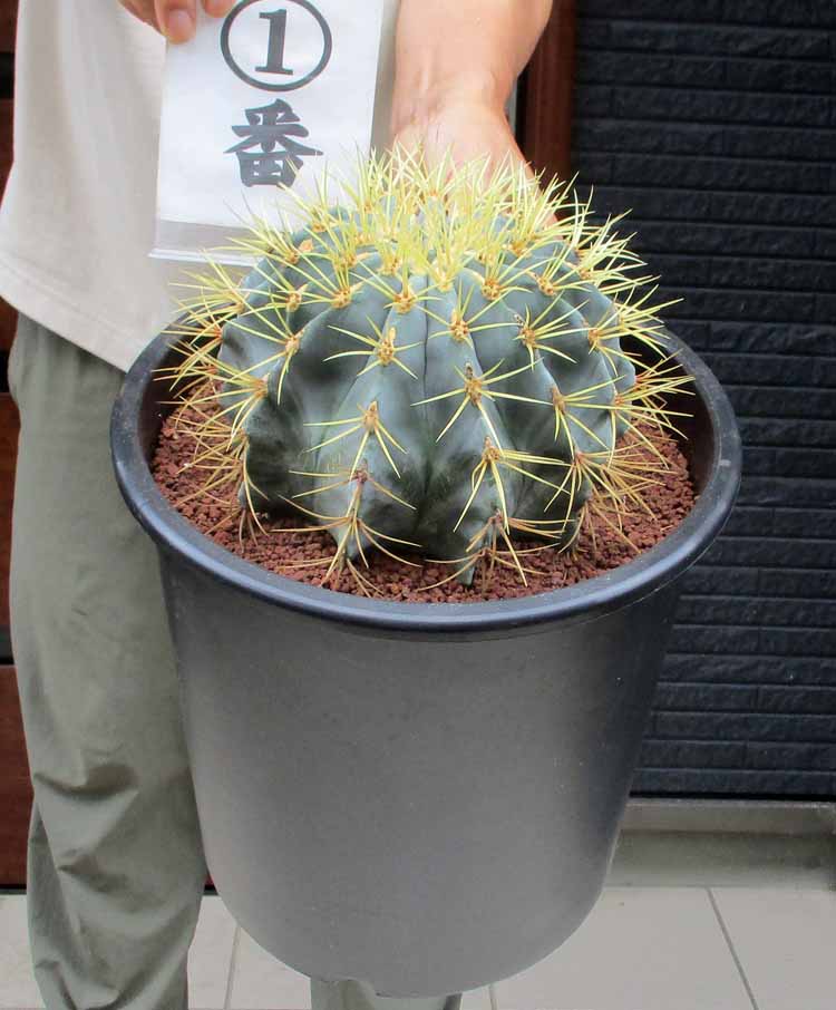 楽天市場】サボテン：フェロカクタス 黄刺金冠竜*幅14cm 現品