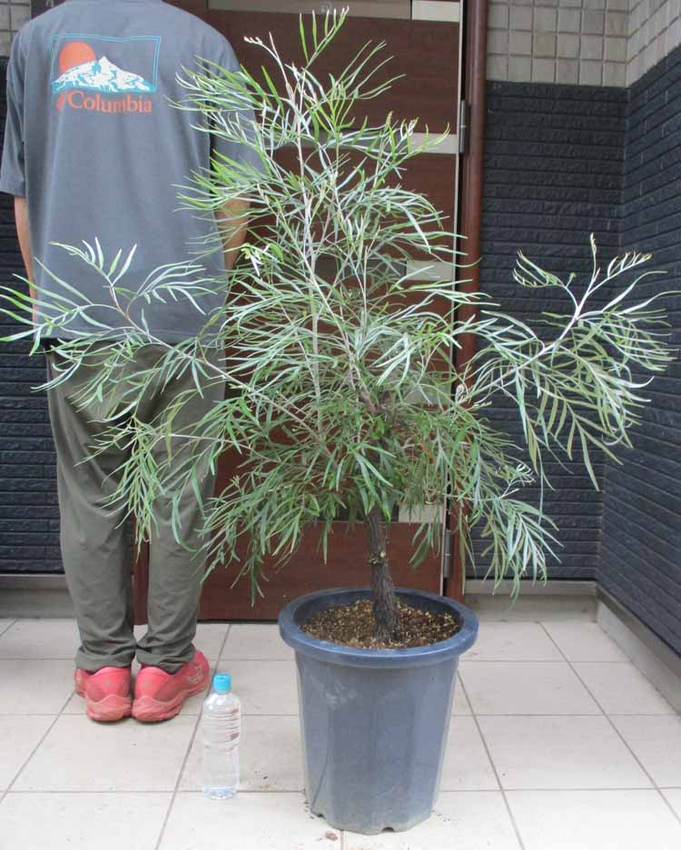 ☆人気品種/グレビレア/ハニーワンダー/6号ポット/オージープランツ/写真更新☆ グレビレア「ハニーワンダー」6号ポット | | ネイティブプランツ