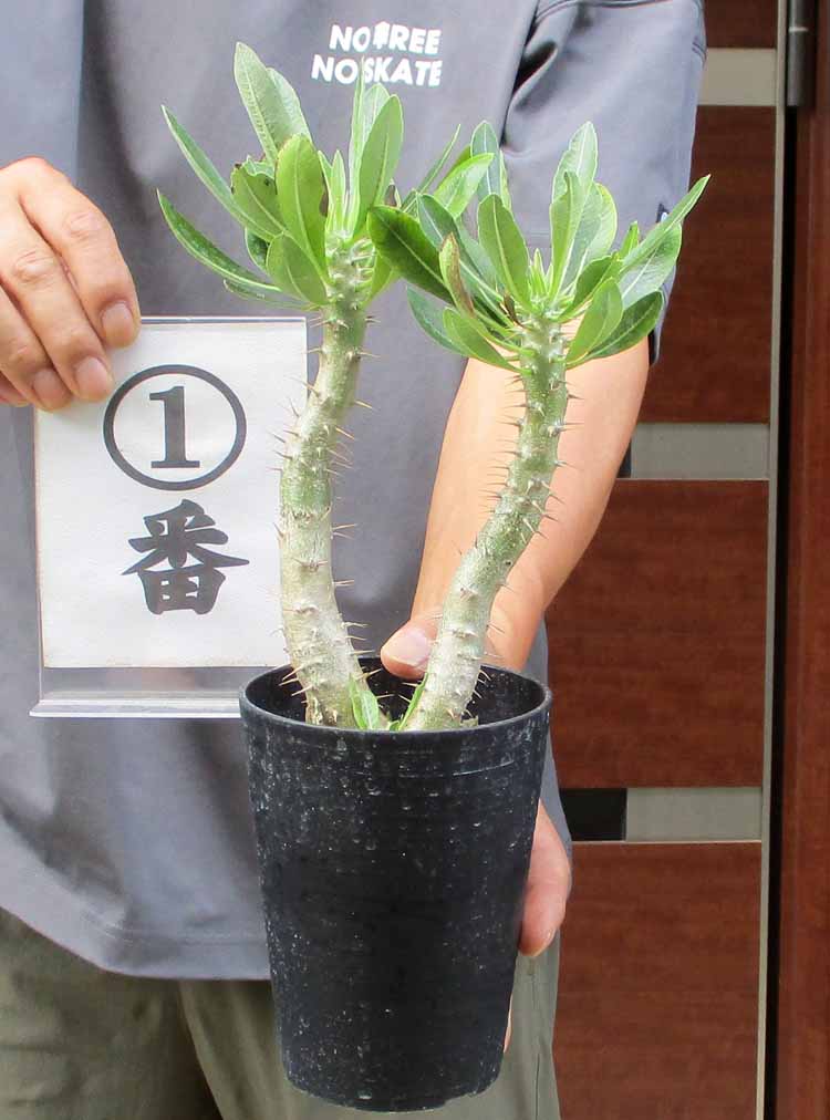 楽天市場】【現品】アデニウム・アナコンダ 超大株 10号 J6番 : 松や