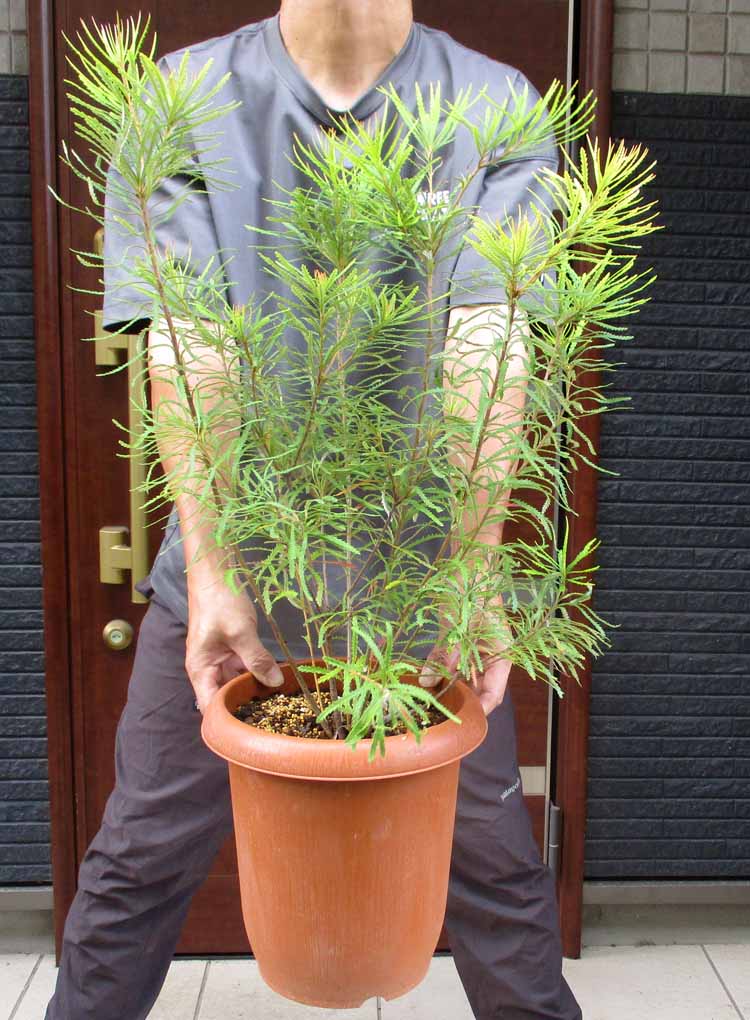 【現品】アンスリウム・ジャングルブッシュ　7号　黒鉢　（2） 現品】アンスリウム・ジャングルブッシュ 7号 黒鉢 （2）