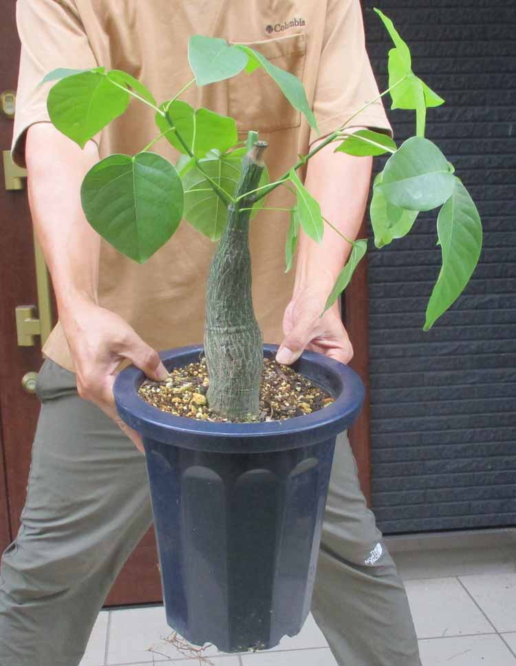 楽天市場】【20日はP5倍！】【現品】ボンバックス 8号 黒鉢