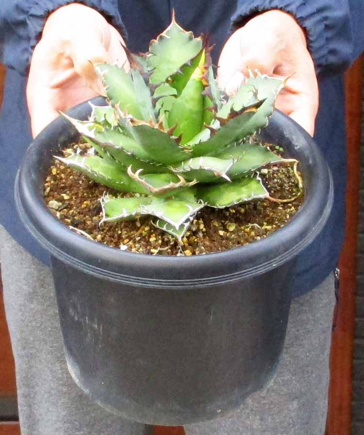 楽天市場】【現品・現物】【送料無料】アガベ・オテロイ 7号 MK番