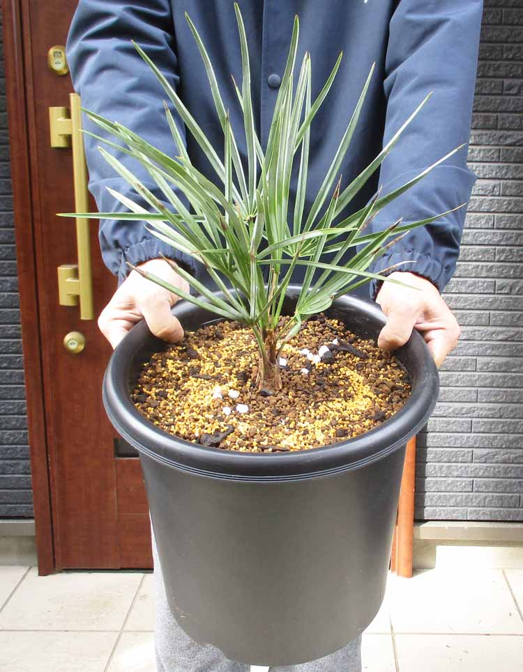 楽天市場】【現品・現物】【耐寒性ヤシ 椰子】チャメロプス・フミリス