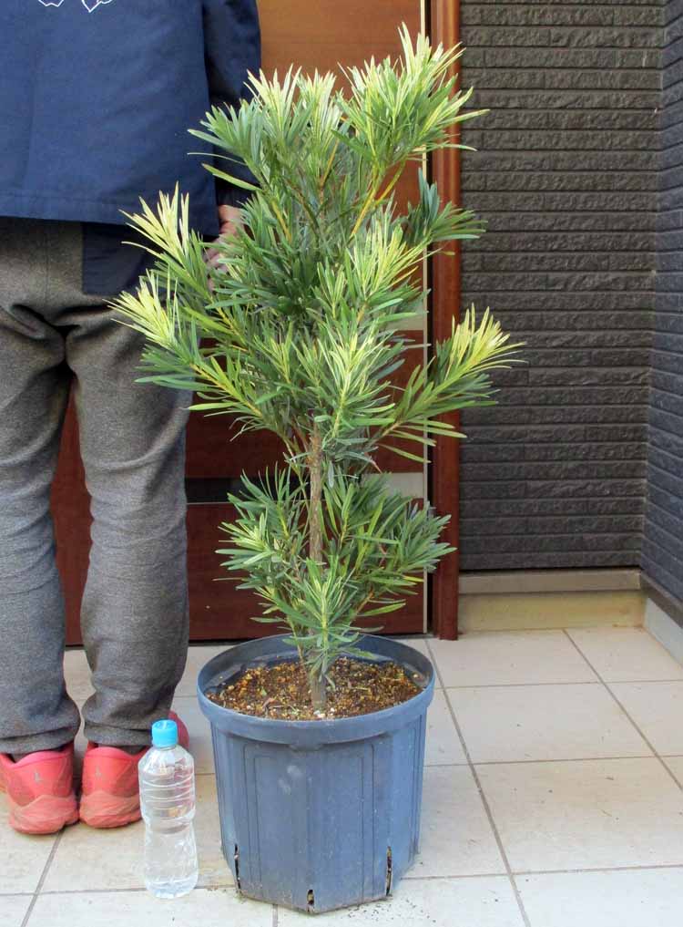 楽天市場】【現品・現物】ブルーマキ マキ・アイシーブルー Podocarpus